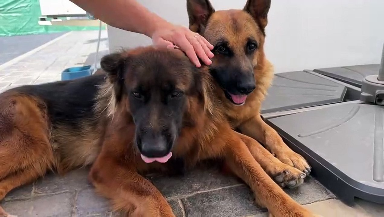 German_Shepherds_love_to_be_petted_by_their_owner(1080p60)