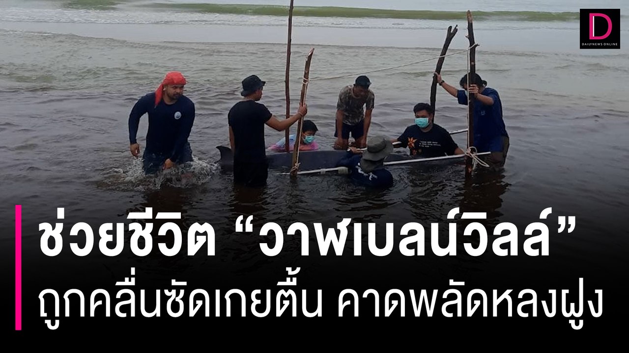 เร่งช่วยชีวิต “วาฬเบลน์วิลล์” ถูกคลื่นซัดเกยตื้น คาดพลัดหลงฝูง บาดเจ็บ | HOTSHOT เดลินิวส์ 04/12/66