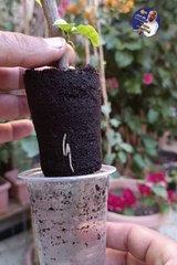 فرحة ظهور اول جذور جهنمية بعد تجذيرها لا توصف