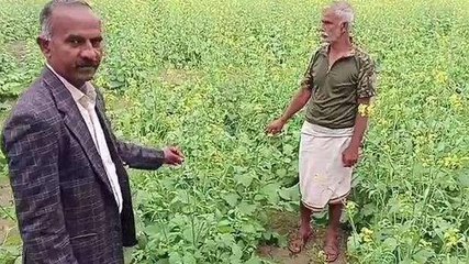 करौली: रुक रुक हो रही है बारिश, देखिए फसलों के लिए कितनी फायदेमंद या नुकसान ?