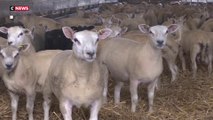 Loire-Atlantique : des vols de moutons continue