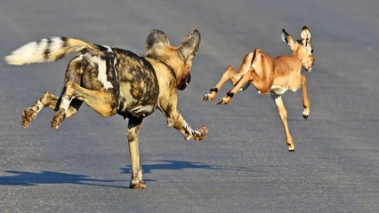 Times it SUCKED to be an Impala!!