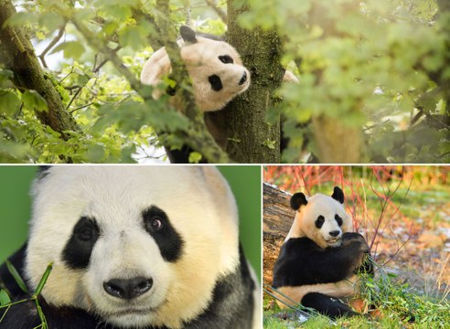 Edinburgh Zoo pandas prepare to leave for China