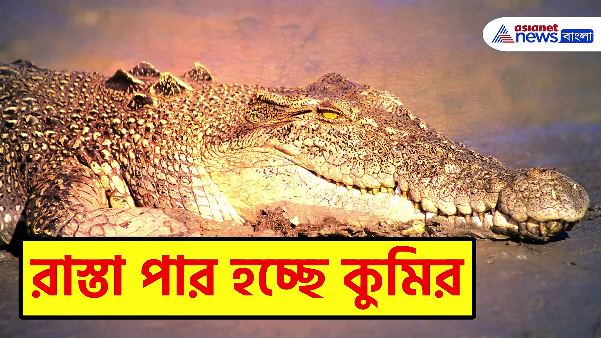 সাংঘাতিক! প্রবল বৃষ্টিতে চেন্নাইতে রাস্তার উপর দিয়ে হাঁটছে সাক্ষাৎ 'যম'