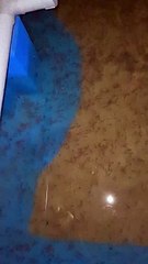 Pagi dan siang MENGGANTUNG, Tapi malam semua bergerak lincah dan aktiv, itulah ikan lele