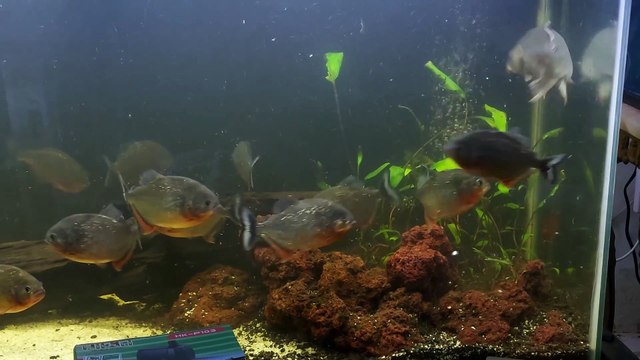 Amazon Piranha Red Belly Feeding (Carp) Makan Piranha (WARNING LIVE FEEDING)