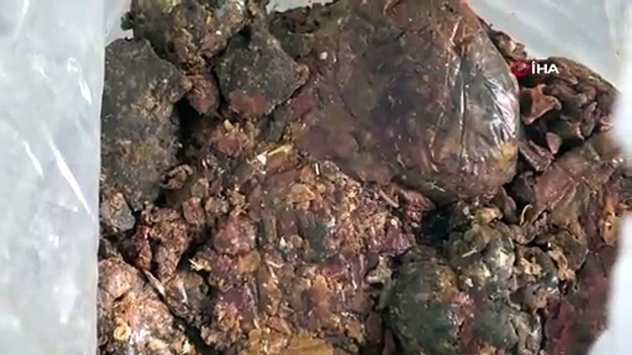 Bal arılarının ürettiği Propolis ayrıştırılıyor