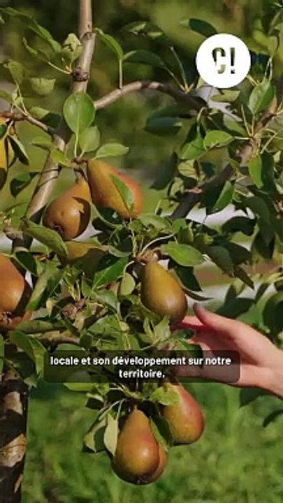 Tu savais que si tu vis dans une des communes de Bordeaux Métropole, tu peux recevoir gratuitement un plant d’arbre fruitier?