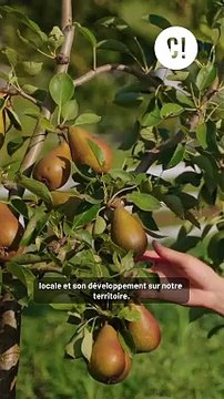 Tu savais que si tu vis dans une des communes de Bordeaux Métropole, tu peux recevoir gratuitement un plant d’arbre fruitier?