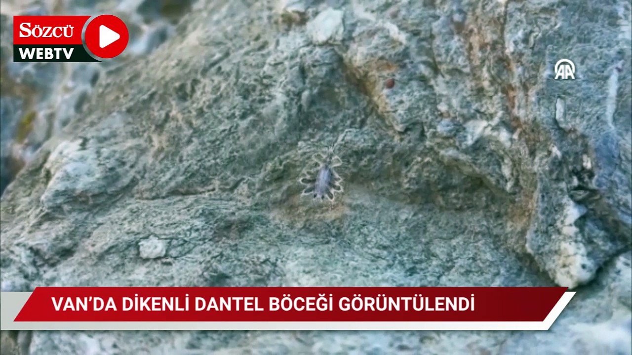Van'da 'dikenli dantel böceği' görüntülendi