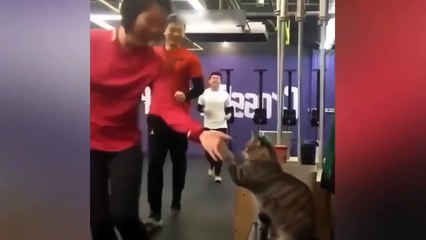 Funny cat dog competition Part 1