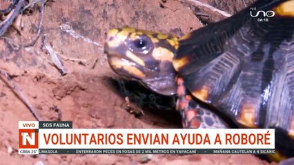 Envían ayuda para animales afectados por los incendios en Roboré