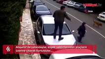 Ataşehir’de vatandaşlar, köpek saldırılarından araçların üzerine çıkarak kurtuldular