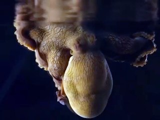 Footage of what an Octopus looks like when it dreams