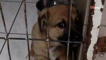 Sposób, w jaki ten bezdomny szczeniaczek błaga o pieszczoty, łamie serce (video)