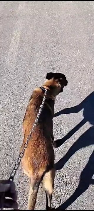 شاهد الي اين يقوده هذا الكلب مالينوا.