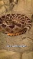 How A Rattlesnake Tail Rattles