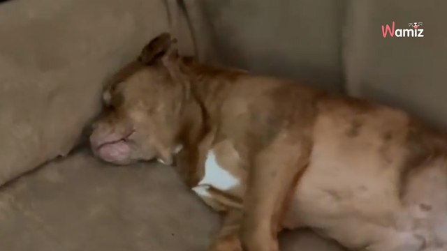 Niewidomy piesek, który spędził 8 lat na łańcuchu, nie może nacieszyć się nieoczekiwanym szczęściem (video)