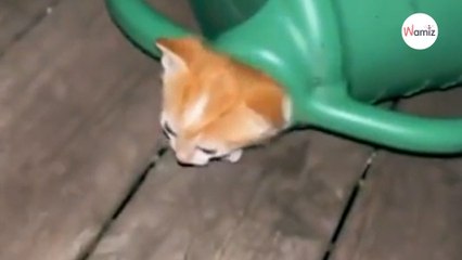 Gatito sale de una regadera, pero lo que sale después deja a la gente en shock