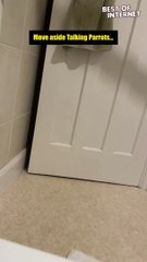 Hello, Charlie!  Cat's Unbelievable Talking Skills! || Best of Internet