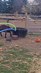 Goats Gone Wild: When Safety Meets Comedy!  || Best of Internet