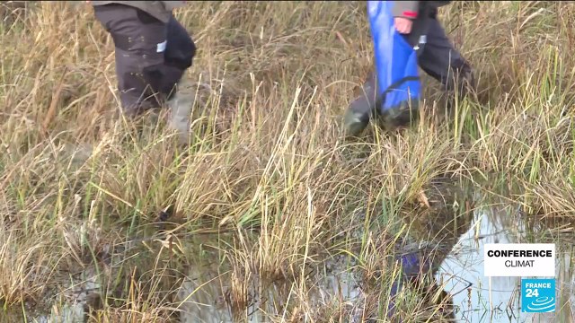 France : les tourbières, ces puits de carbone essentiels à la planète