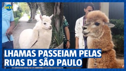 Lhamas passeiam pelas ruas de SP