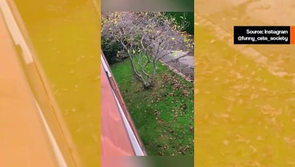 Mission Impossible: video tallentaa kissoja erittäin riskialttiissa tilanteissa