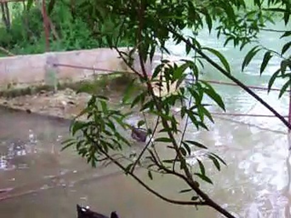 "اكتشف أسرار الطبيعة: مناظر خلابة لطيور البط تعكس روعة الطبيعة في سوريا"