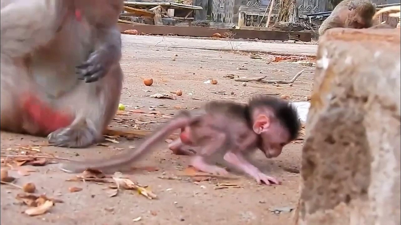 Little baby feels sad, when Emila left her lonely on the ground, Emila walks around to walk for food (720p_25fps_H264-192kbit_AAC)