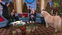 This Morning descends into chaos as miniature pony spooks guest cat with Rylan Clark forced to intervene