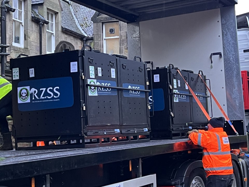 Edinburgh Zoos Giant Pandas,  Tian Tian and Yang Guang leave to head to China