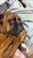 Boxer Gets Some Good Honk Shoo Mimimi Sleep