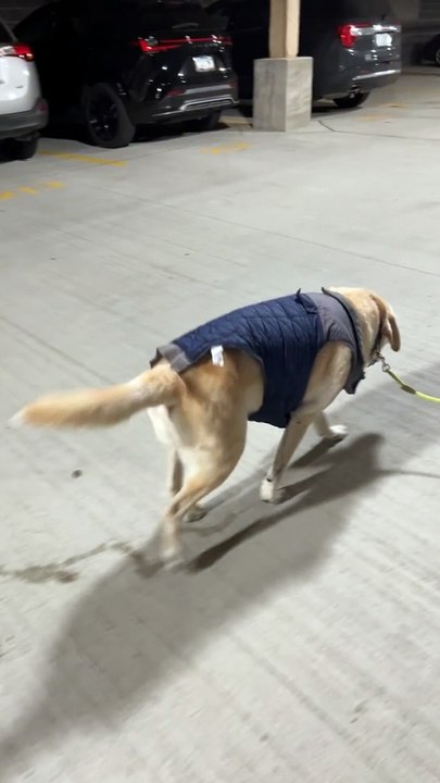 Dog Has Some Drip
