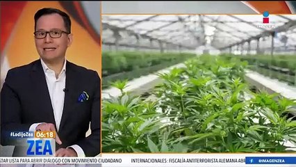 Descubren 2 mil plantas de marihuana en una iglesia en Tennessee