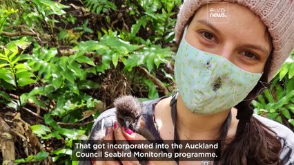 Meet the ecologist spreading her wings in New Zealand to save seabirds