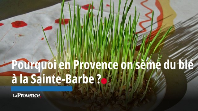 Pourquoi en Provence on sème le blé de l'espérance à la Sainte-Barbe ?