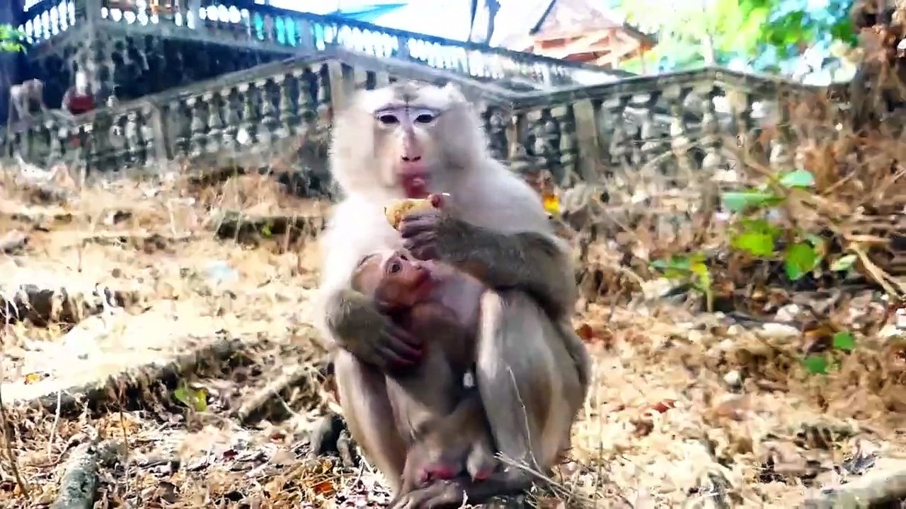 Little baby Monaco reject the prohibition of beloved mother Molia, Molia fully take cares of baby (720p_25fps_H264-192kbit_AAC)