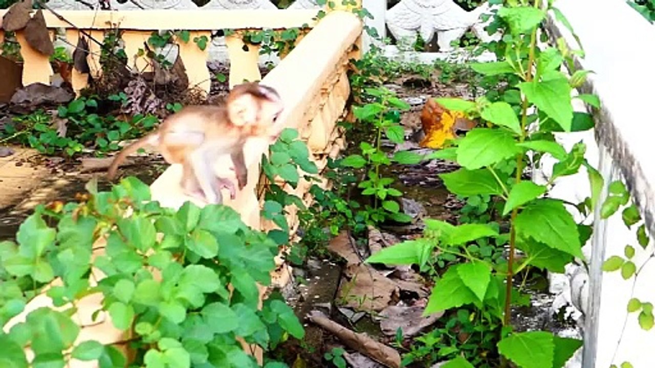 Little baby Monaco jumps from from far place to hit the fence, and fall to the deep area (720p_25fps_H264-192kbit_AAC)