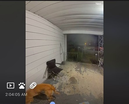 Neighbor's Dog Steals Package Off Porch