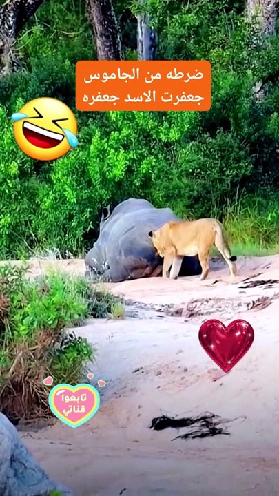 The fart of the rhinoceros made the lion gasp and shudder