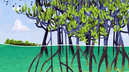 Los ecosistemas de carbono azul