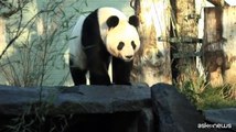 Due panda giganti tornano in Cina dopo 12 anni nello zoo di Edimburgo