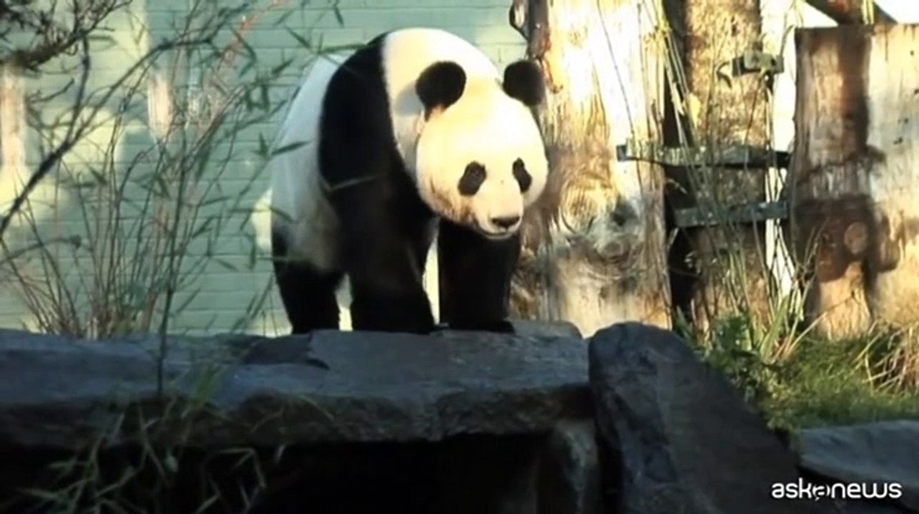 Due panda giganti tornano in Cina dopo 12 anni nello zoo di Edimburgo