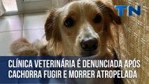 Clínica veterinária é denunciada após cachorra internada fugir e morrer atropelada