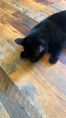 Black Cat Catches Tiny Snake