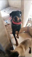 وجدوا كلاب شرسة مقيدة في مكان مهجور.