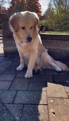 Golden Retriever Meets a Woolly Bear Caterpillar
