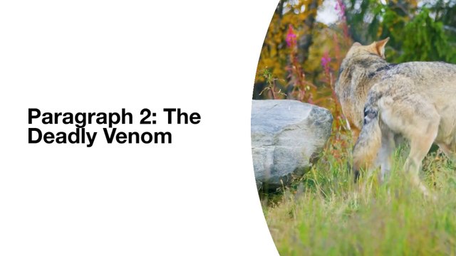 Behind the scenes: The Animal Kingdom's Untold Dark Side