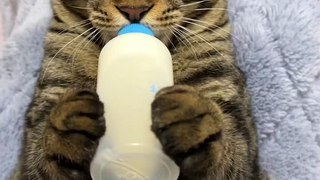 cat memes,funny cats,funny cat videos,funny kittens,funny kitten videos,funny videos